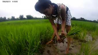 Kecantikan Asia Amatir Mengekspos Dirinya Di Sawah